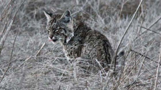Bobcat
Tennesse Valley, California Bobcat
Tennesse Valley, California